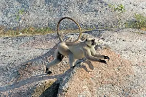 Hanuman: 80180420 Northern Plains Grey Langur / Hanuman Langur