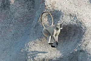 Hanuman: 80180421 Northern Plains Grey Langur / Hanuman Langur