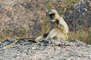 Hanuman: 80180422 Northern Plains Grey Langur / Hanuman Langur