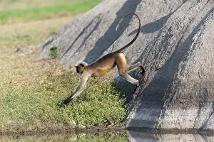 Hanuman: 80180423 Northern Plains Grey Langur / Hanuman Langur
