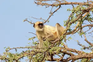 Hanuman: 80180424 Northern Plains Grey Langur / Hanuman Langur