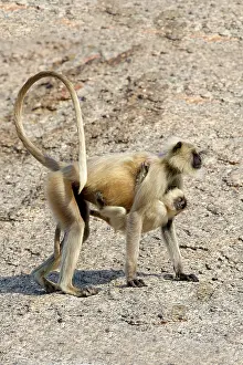 Hanuman: 80180425 Northern Plains Grey Langur / Hanuman Langur
