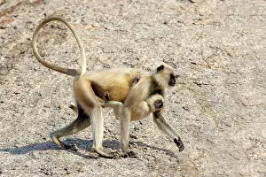 Hanuman: 80180426 Northern Plains Grey Langur / Hanuman Langur