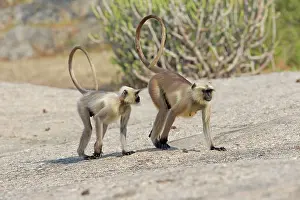 Hanuman: 80180427 Northern Plains Grey Langur / Hanuman Langur