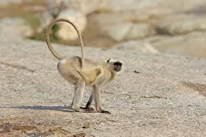 Hanuman: 80180428 Northern Plains Grey Langur / Hanuman Langur