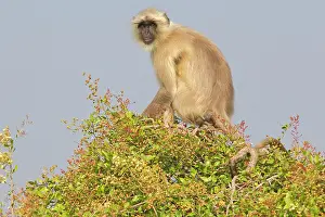 Hanuman: 80180429 Northern Plains Grey Langur / Hanuman Langur