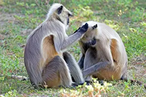 Hanuman: 80180430 Northern Plains Grey Langur / Hanuman Langur