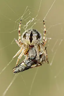 Gorse: 80180468 Gorse Orbweaver - in web with prey A Veiga