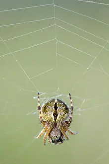 Gorse: 80180469 Gorse Orbweaver - in web with prey A Veiga