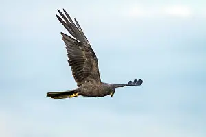 Harrier: 80180472 Montagu's Harrier - adult in flight A Veiga