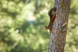 Galicia: 80180473 Red Squirrel - climbing tree Allariz, Galicia