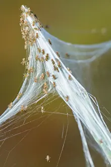 Hatching: 80180474 Purseweb Spider - eggs hatching Trandeiras