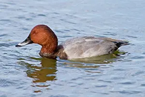 Aythya: 80180476 Common Pochard - adult male swimming on