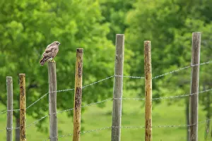 Buteo: 80180479 Common Buzzard - perched on a fence Allariz