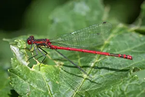 Damselfly: 80180480 Large Red Damselfly - resting in a leaf