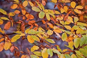 Nuts: 80180481 Sweet Chestnut - leaves at autumn Las Medulas