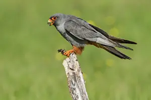 Cricket: 80180482 Red-Footed Falcon - adult male with Cricket
