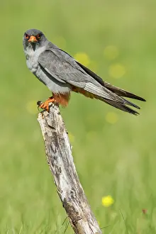 Cricket: 80180483 Red-Footed Falcon - adult male with Cricket