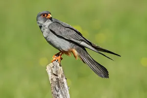 Galicia: 80180484 Red-Footed Falcon - perched on a branch