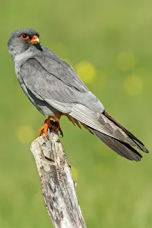 Galicia: 80180485 Red-Footed Falcon - perched on a branch