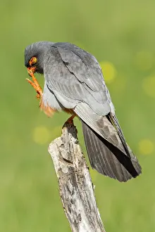 Galicia: 80180486 Red-Footed Falcon - adult male preening