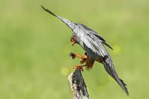 Cricket: 80180487 Red-Footed Falcon - adult male with Cricket