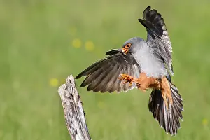 Cricket: 80180488 Red-Footed Falcon - adult male with Cricket