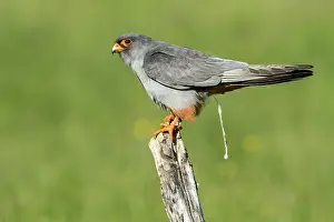 Falconiforme: 80180489 Red-Footed Falcon - adult male defecating