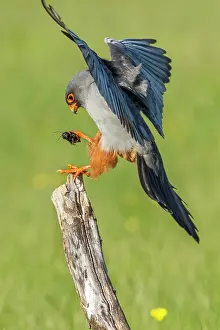 Cricket: 80180490 Red-Footed Falcon - adult male with Cricket