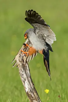 Cricket: 80180491 Red-Footed Falcon - adult male with Cricket