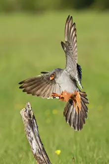 Cricket: 80180492 Red-Footed Falcon - adult male with Cricket