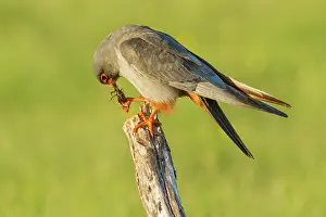 Cricket: 80180494 Red-Footed Falcon - adult male with Cricket