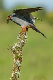 Cricket: 80180495 Red-Footed Falcon - adult male with Cricket