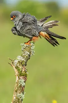 Galicia: 80180496 Red-Footed Falcon - adult male preening