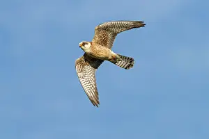 Falconiforme: 80180497 Red-Footed Falcon - adult female in flight