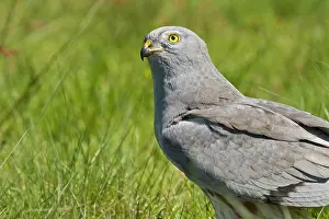 Harrier: 80180498 Montagu's Harrier - adult male portrait