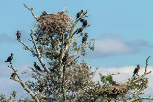 Phalacrocorax: 80180499 Great Cormorant - adults perched on tree
