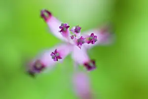 Officinalis: 80180501 Fumaria - flower detail Galicia, Spain