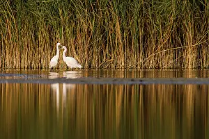 Garzetta: 80180502 Little Egret - feeding on marsh Antela