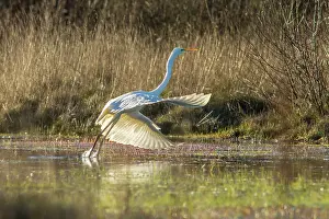 Ardeidae: 80180505 Great Egret - taking off from marsh A Veiga