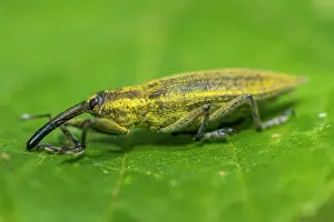 Weevil: 80180507 Weevil - walking on a leaf Allariz, Galicia