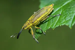 Weevil: 80180508 Weevil - walking on a leaf Allariz, Galicia
