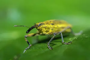 Weevil: 80180509 Weevil - walking on a leaf Allariz, Galicia