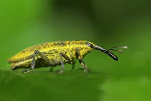 Weevil: 80180510 Weevil - walking on a leaf Allariz, Galicia