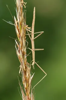 Allariz: 80180511 Stick Insect - climbing a stick Allariz