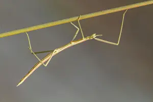 Allariz: 80180512 Stick Insect - climbing a stick Allariz
