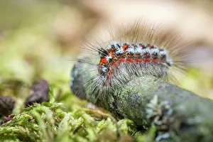 Goldtail: 80180517 Yellow Tail / Goldtail / Swan Moth - caterpillar