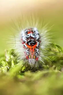 Goldtail: 80180518 Yellow Tail / Goldtail / Swan Moth - caterpillar