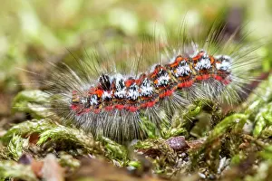 Goldtail: 80180519 Yellow Tail / Goldtail / Swan Moth - caterpillar