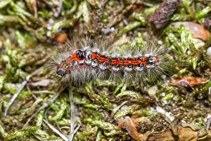 Goldtail: 80180520 Yellow Tail / Goldtail / Swan Moth - caterpillar